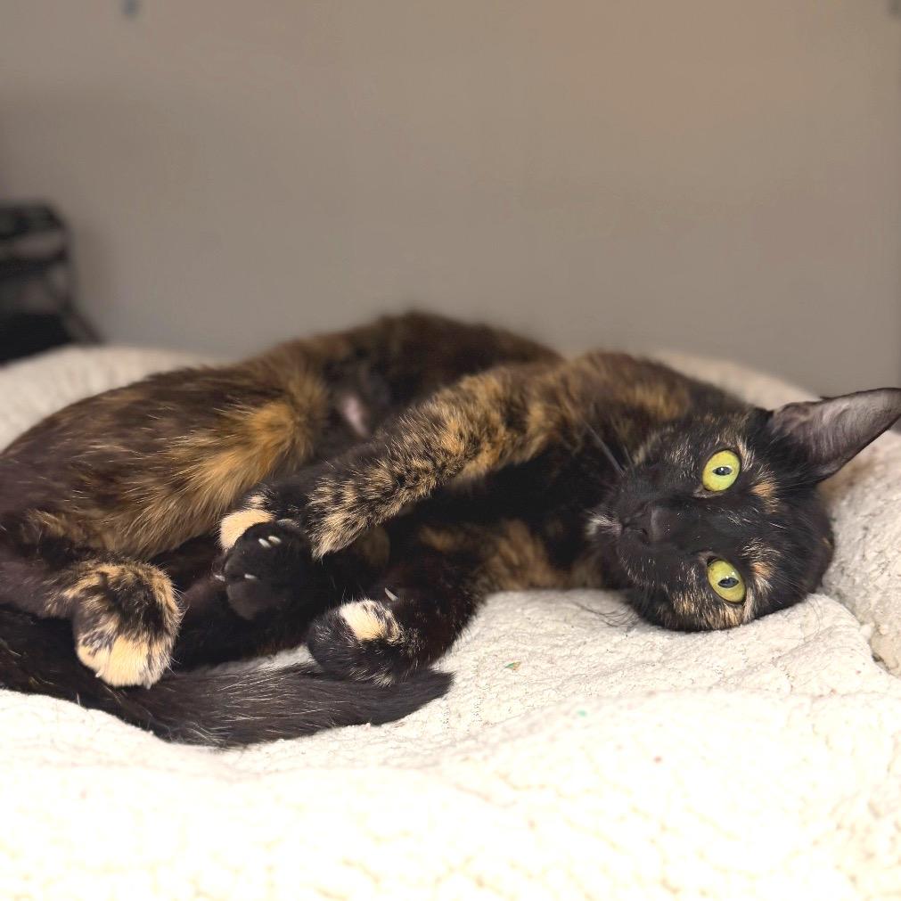 Enlarge Carter, a Adoptable Domestic Short Hair in Pacific Palisades, CA image 2/2