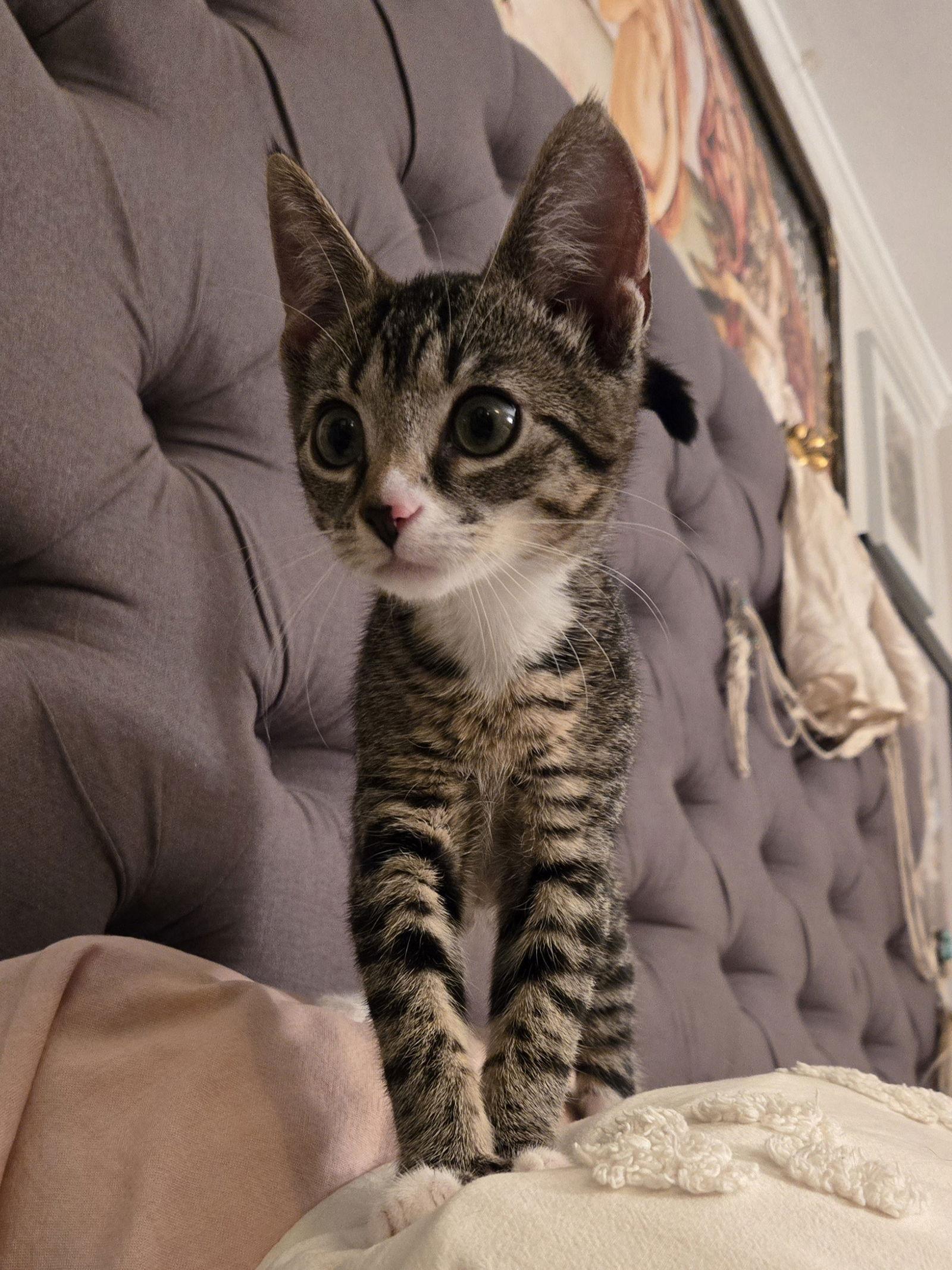 Popcorn, Adopted, Kitten Female Domestic Short Hair.