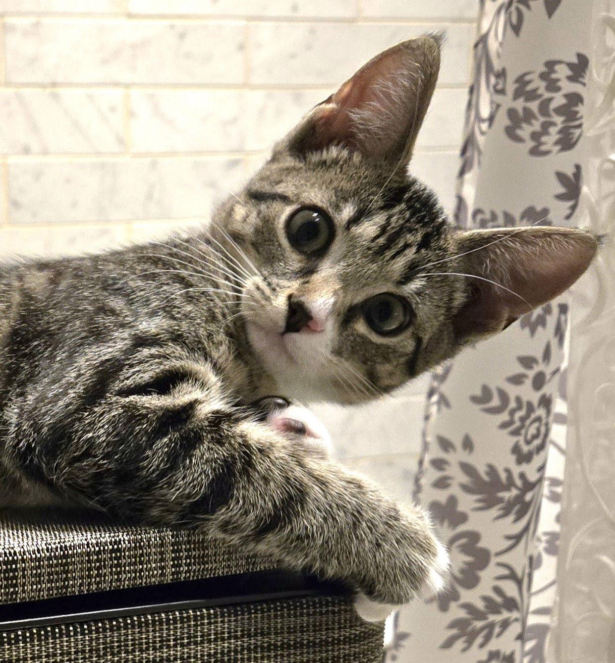 Popcorn, Adopted, Kitten Female Domestic Short Hair.