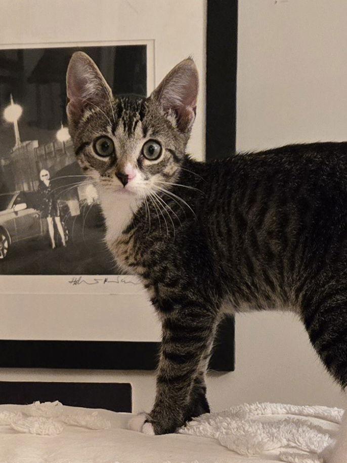 Popcorn, a Adopted Domestic Short Hair in Flushing, NY image 3/3