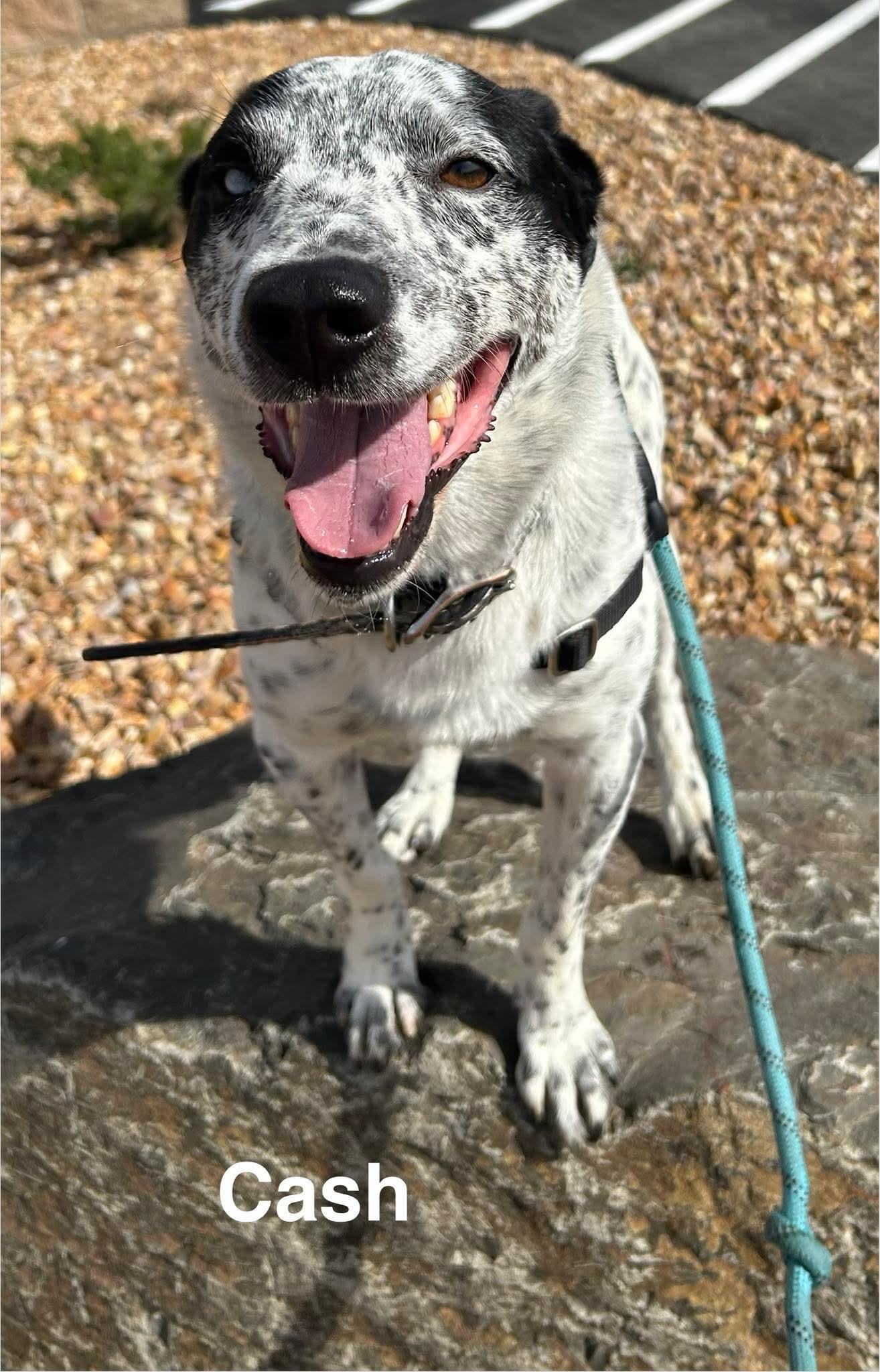 Enlarge Cash, an adopted Australian Cattle Dog / Blue Heeler in Prineville, OR image 3/6