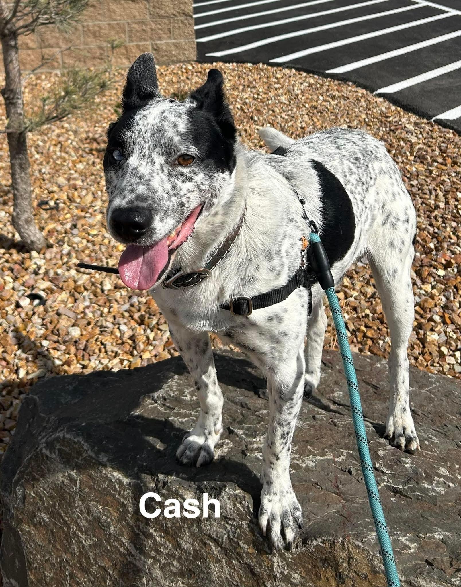 Enlarge Cash, an adopted Australian Cattle Dog / Blue Heeler in Prineville, OR image 5/6