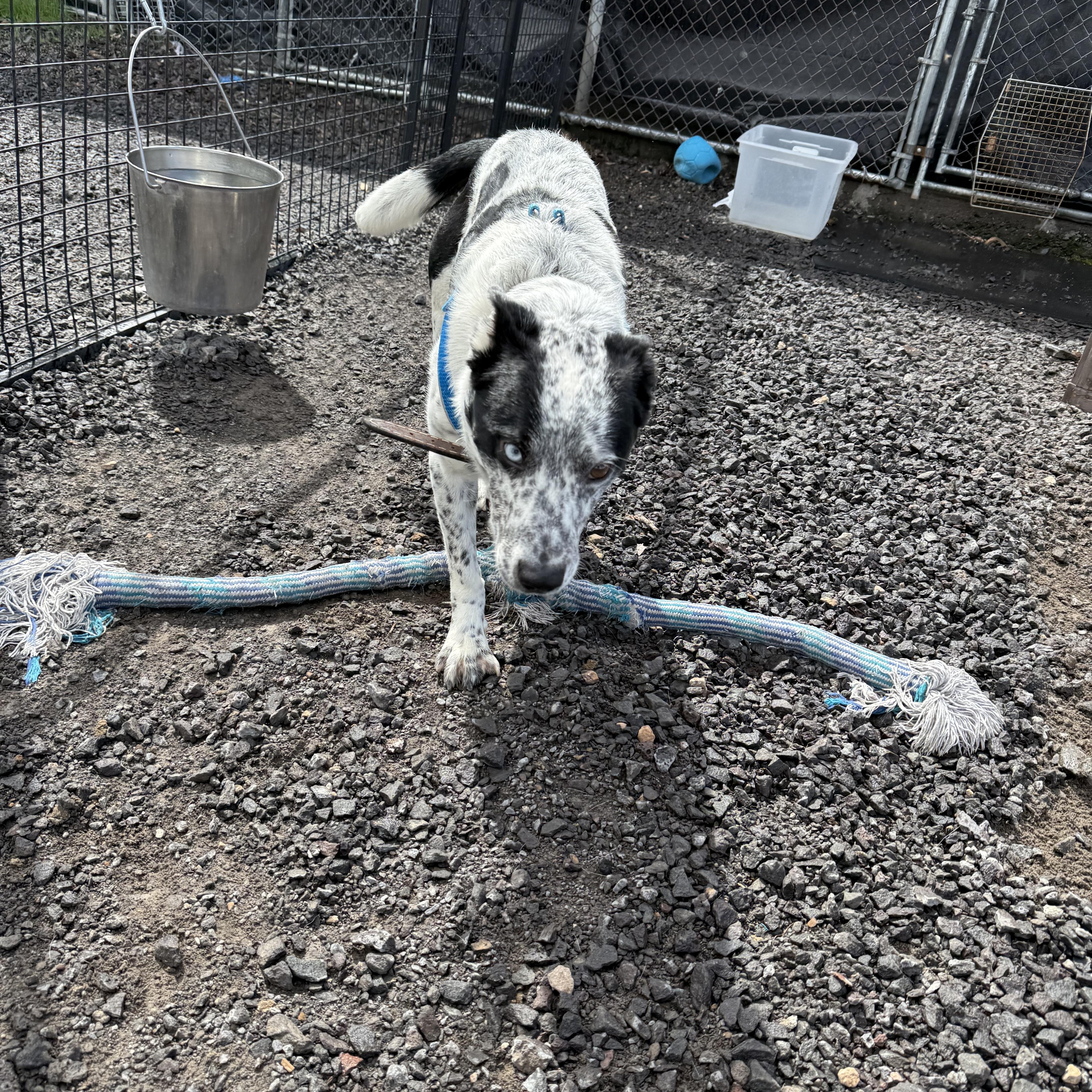 Enlarge Cash, an adopted Australian Cattle Dog / Blue Heeler in Prineville, OR image 6/6