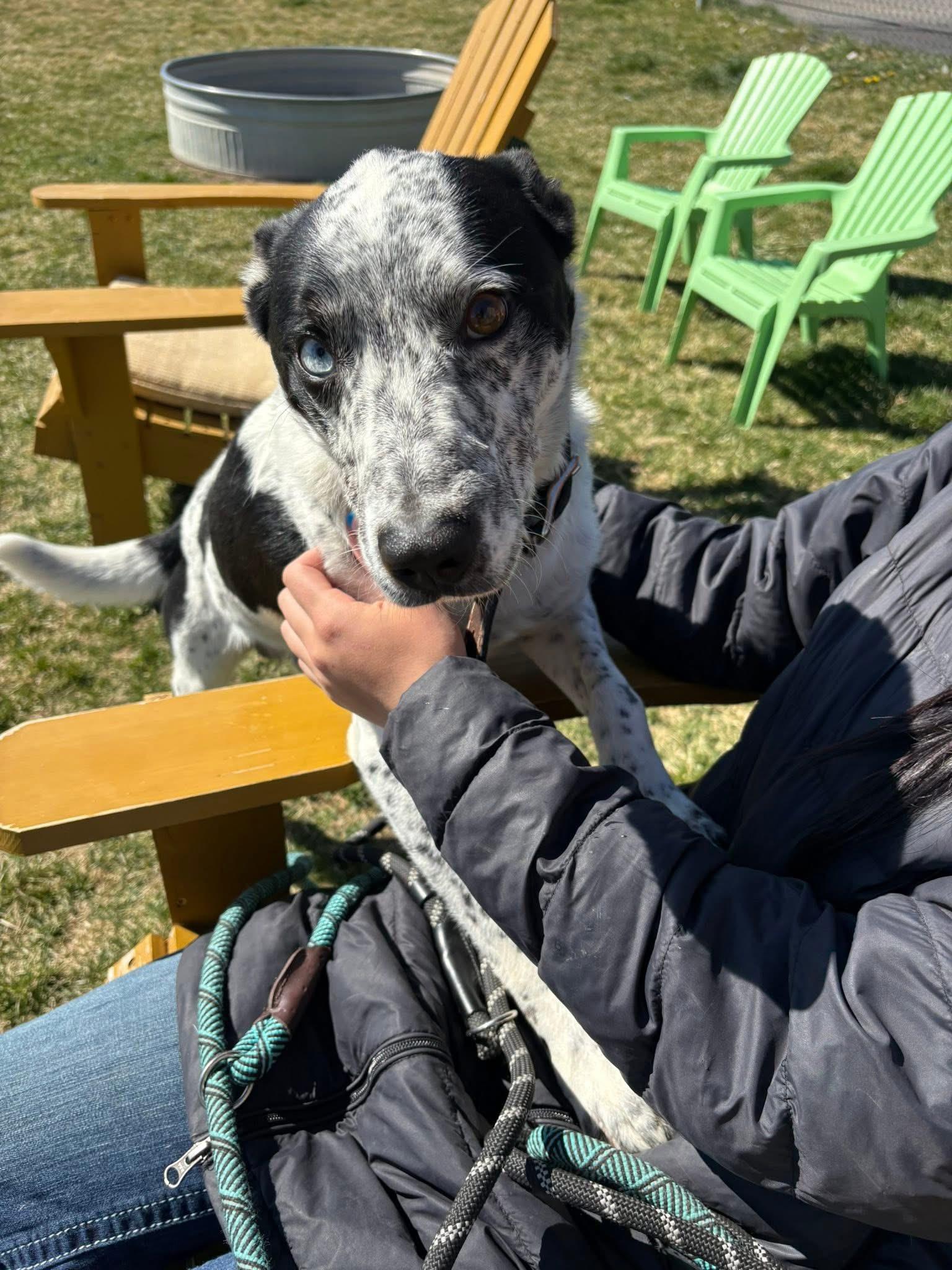 Enlarge Cash, an adopted Australian Cattle Dog / Blue Heeler in Prineville, OR image 4/6