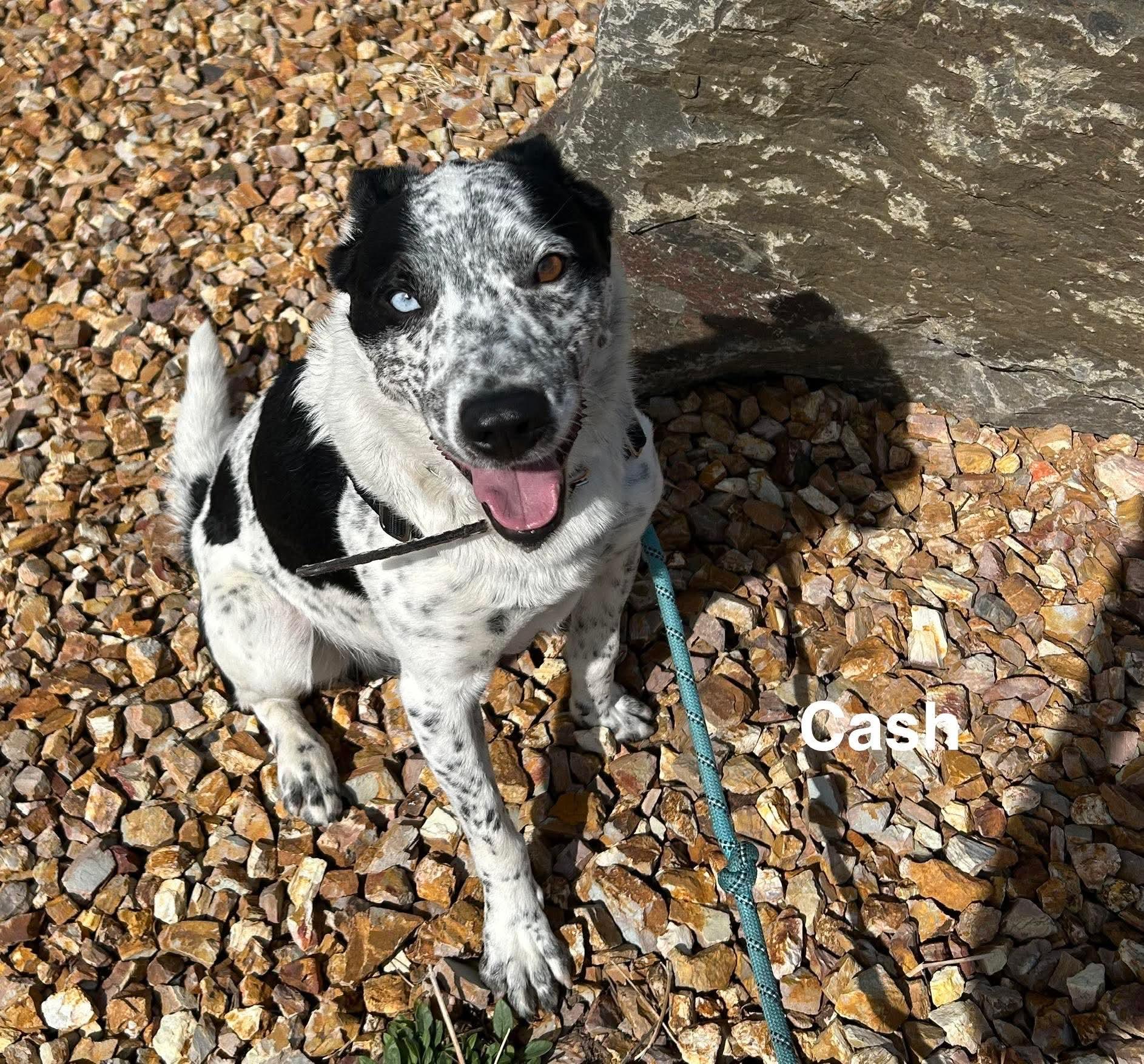 Enlarge Cash, an adopted Australian Cattle Dog / Blue Heeler in Prineville, OR image 2/6