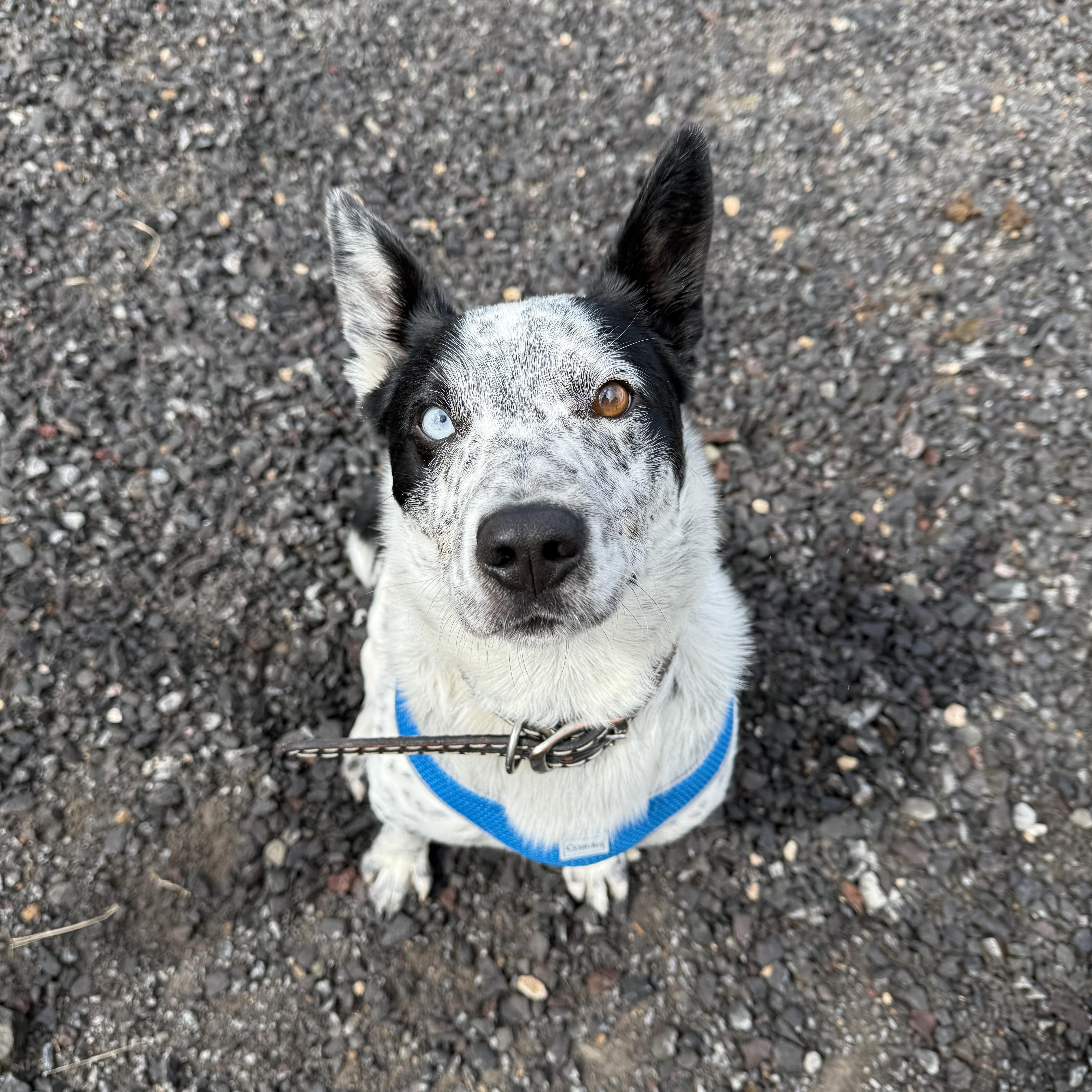 Cash, adopted, Young Male Australian Cattle Dog / Blue Heeler.