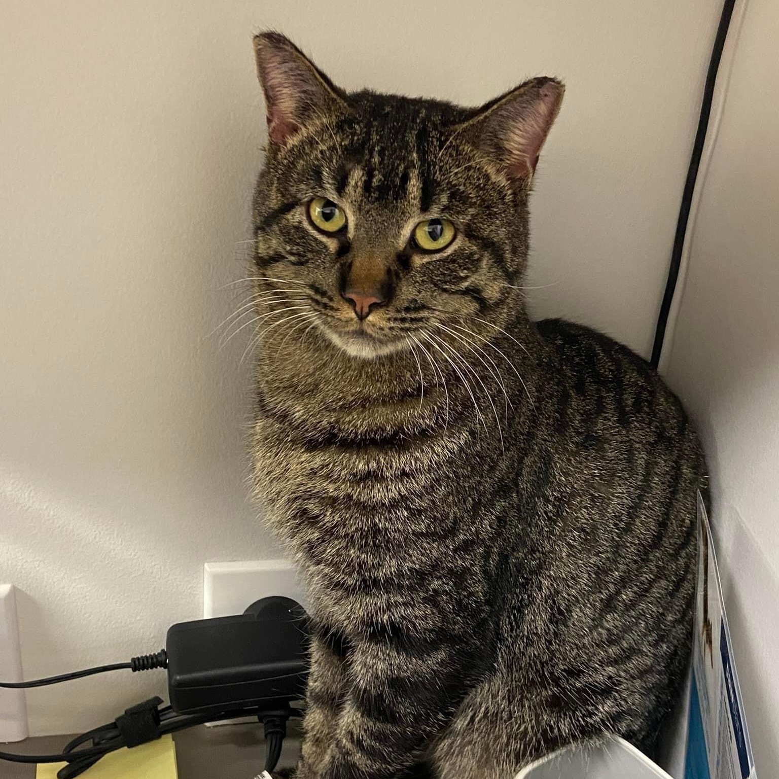 Rocky Balboa, Adopted, Adult Male Tabby.