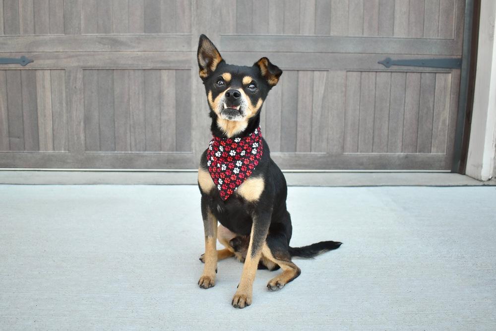 Enlarge Junior, a Adoptable mixed breed in Frisco, TX image 1/4