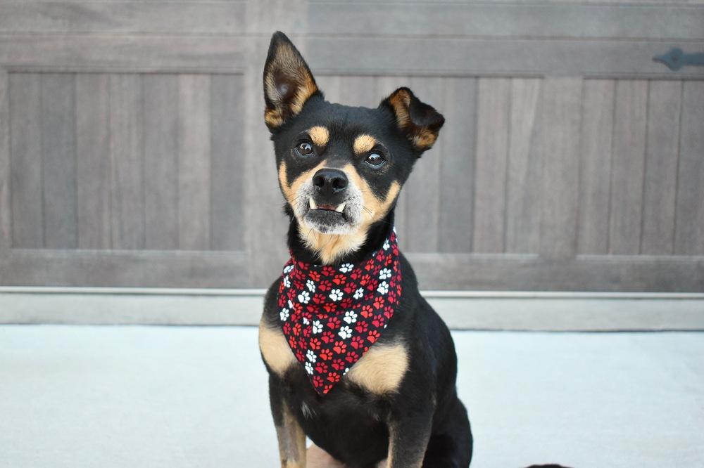 Junior, Adoptable, Adult Male Miniature Pinscher & Chihuahua.