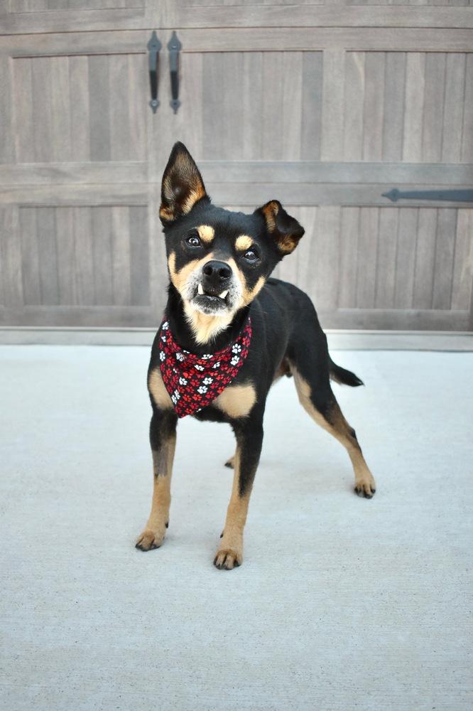 Enlarge Junior, a Adoptable mixed breed in Frisco, TX image 3/4