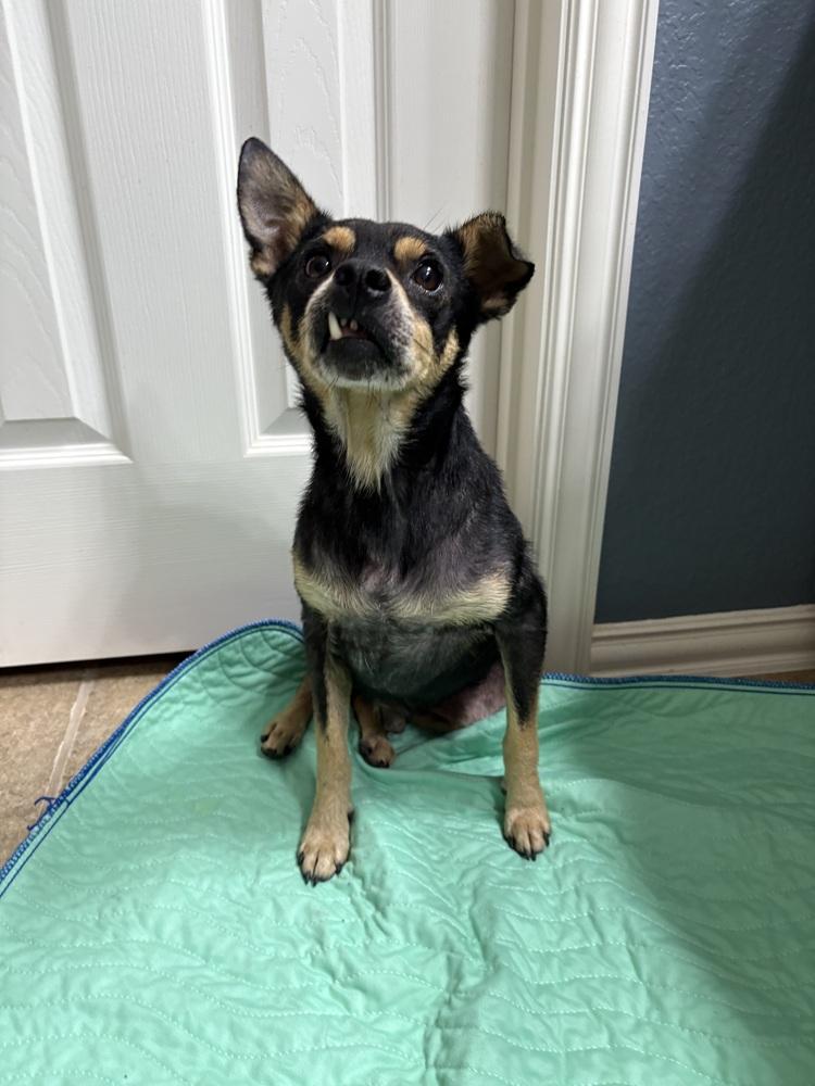 Enlarge Junior, a Adoptable mixed breed in Frisco, TX image 4/4