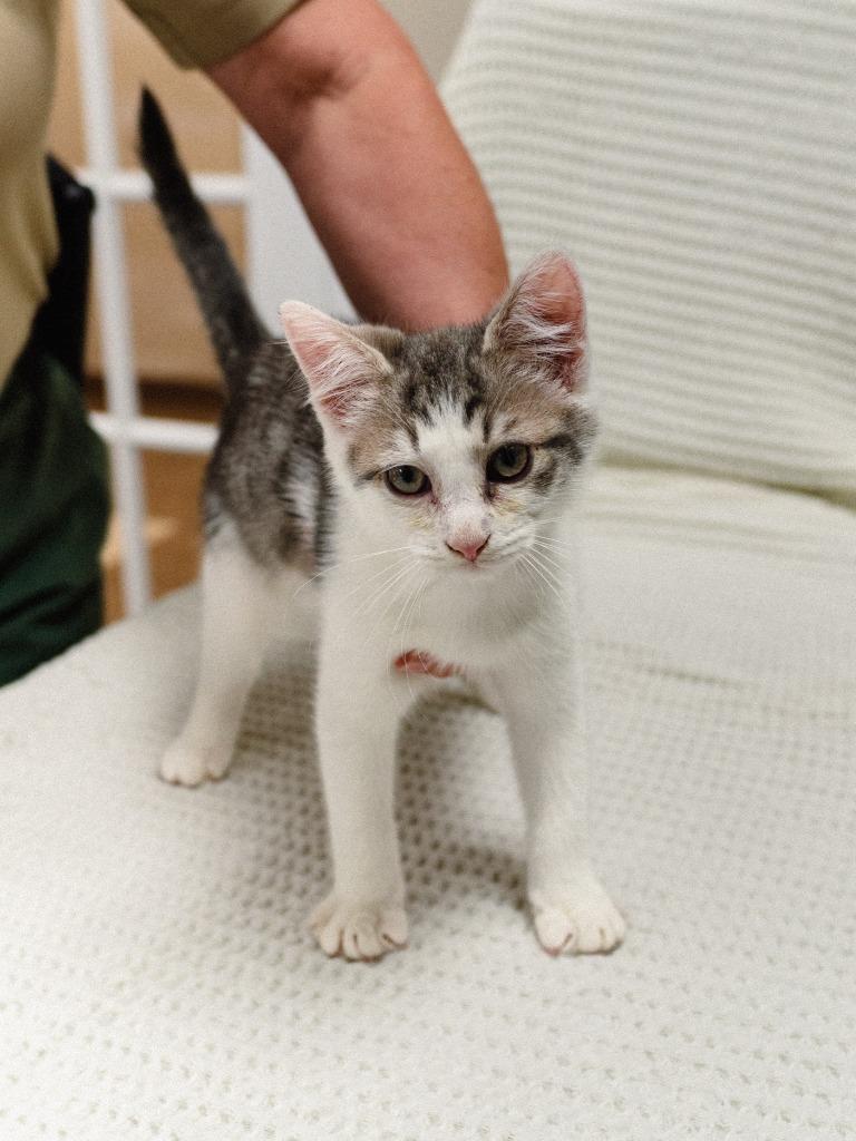Allen Kitten 6(Airpod), Adoptable, Kitten Male Domestic Short Hair.