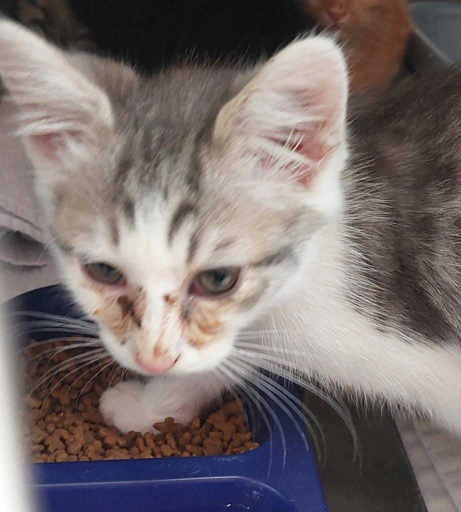 Allen Kitten 6(Airpod), a Adoptable mixed breed in Mocksville, NC image 2/4
