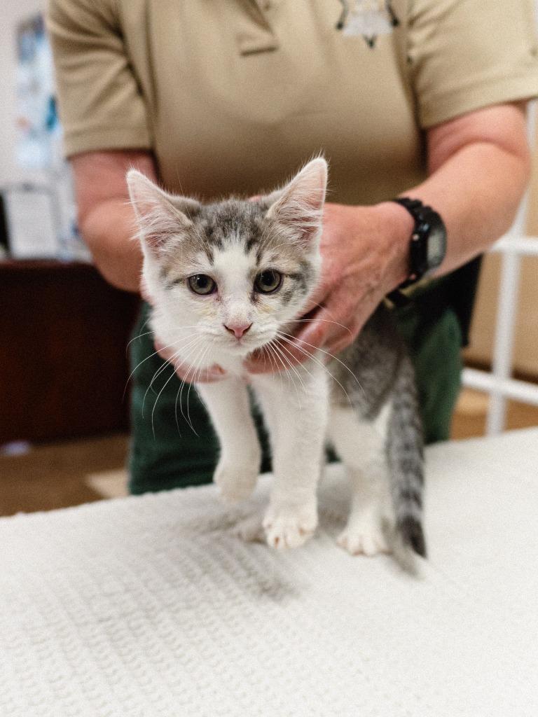 Allen Kitten 6(Airpod), a Adoptable mixed breed in Mocksville, NC image 3/4