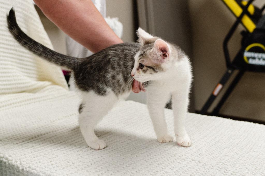 Allen Kitten 6(Airpod), a Adoptable mixed breed in Mocksville, NC image 4/4