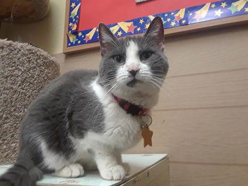 Spin, Adopted, Young Female Domestic Short Hair.