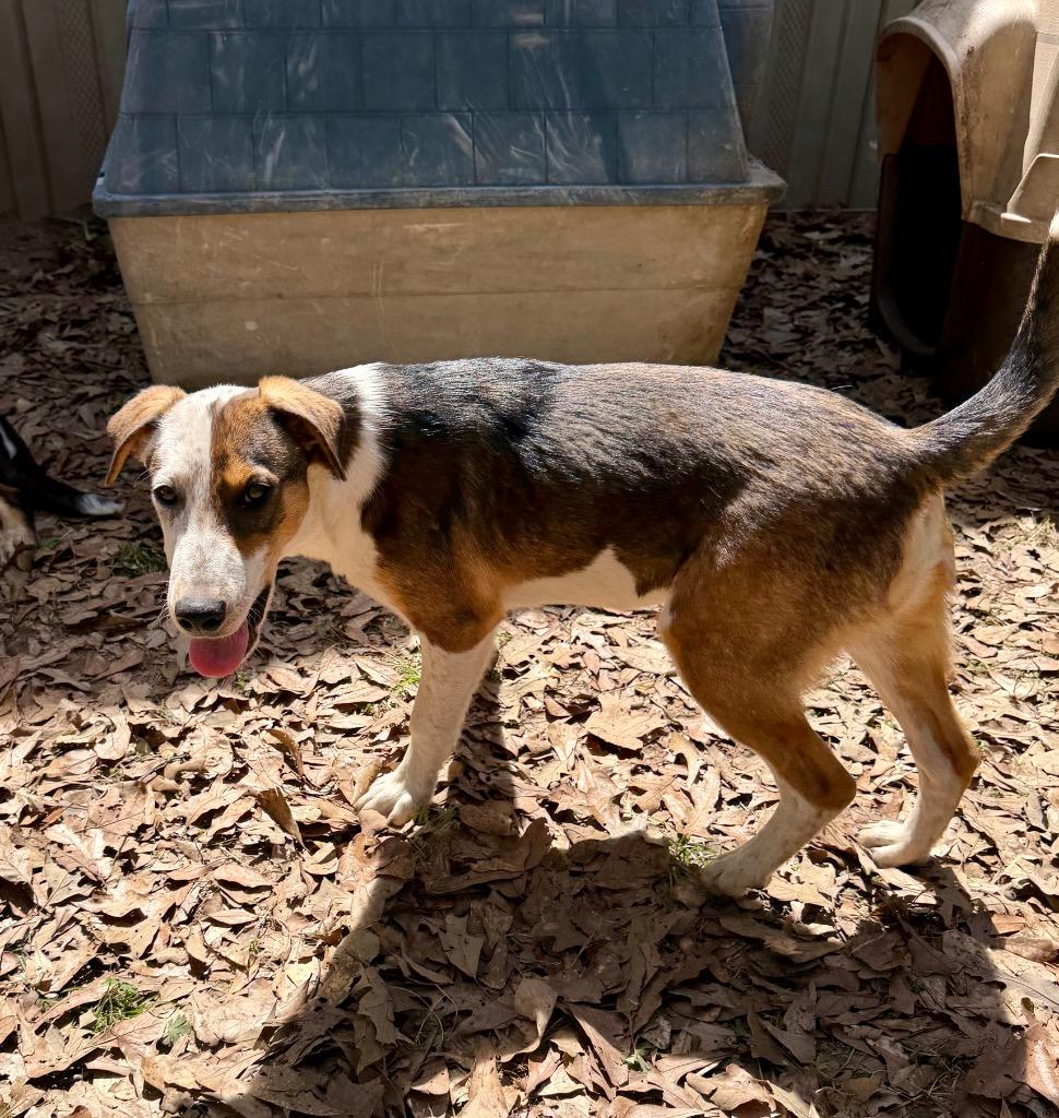 Pretty Boy, Adoptable, Puppy Male Border Collie & Jack Russell Terrier.