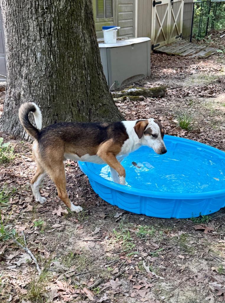 Enlarge Pretty Boy, a Adoptable mixed breed in Gilmer, TX image 2/6