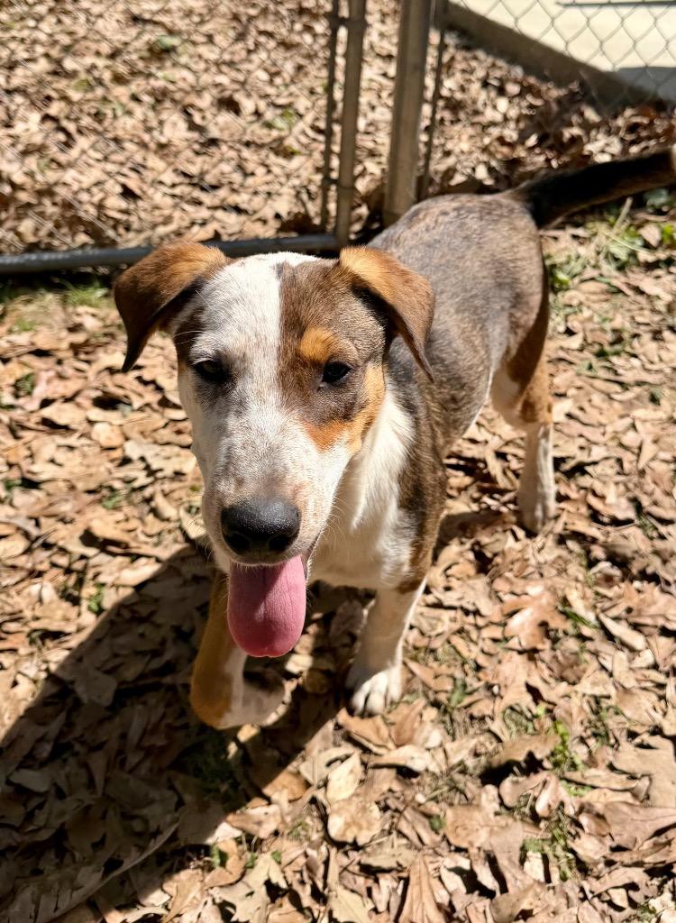 Enlarge Pretty Boy, a Adoptable mixed breed in Gilmer, TX image 3/6