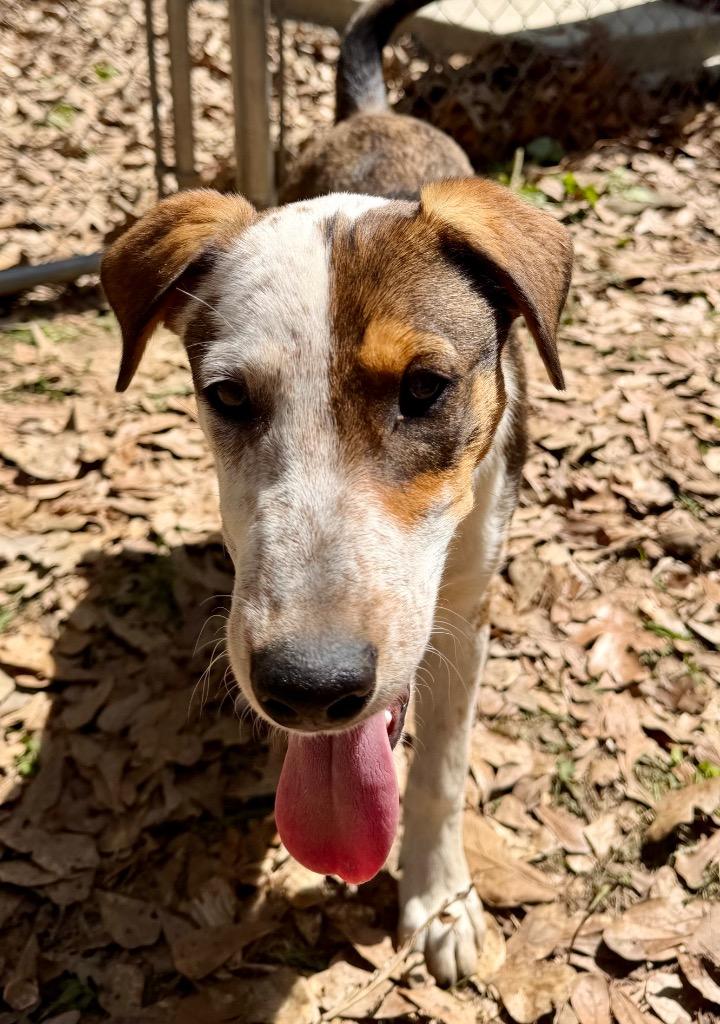 Enlarge Pretty Boy, a Adoptable mixed breed in Gilmer, TX image 4/6