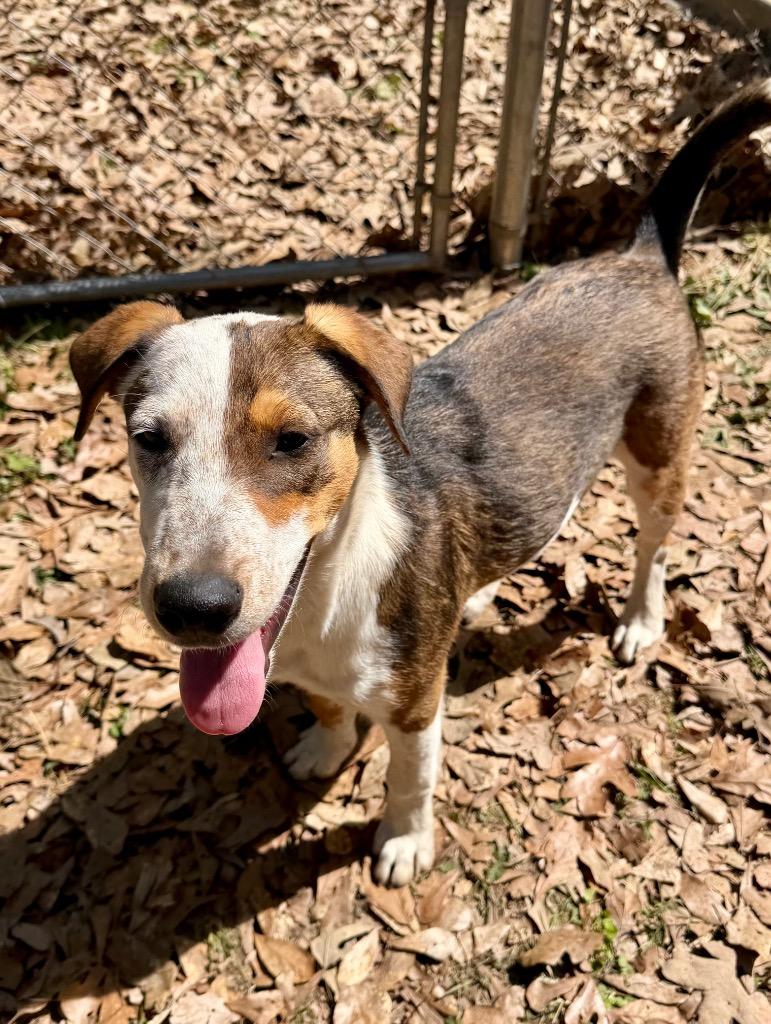 Enlarge Pretty Boy, a Adoptable mixed breed in Gilmer, TX image 5/6
