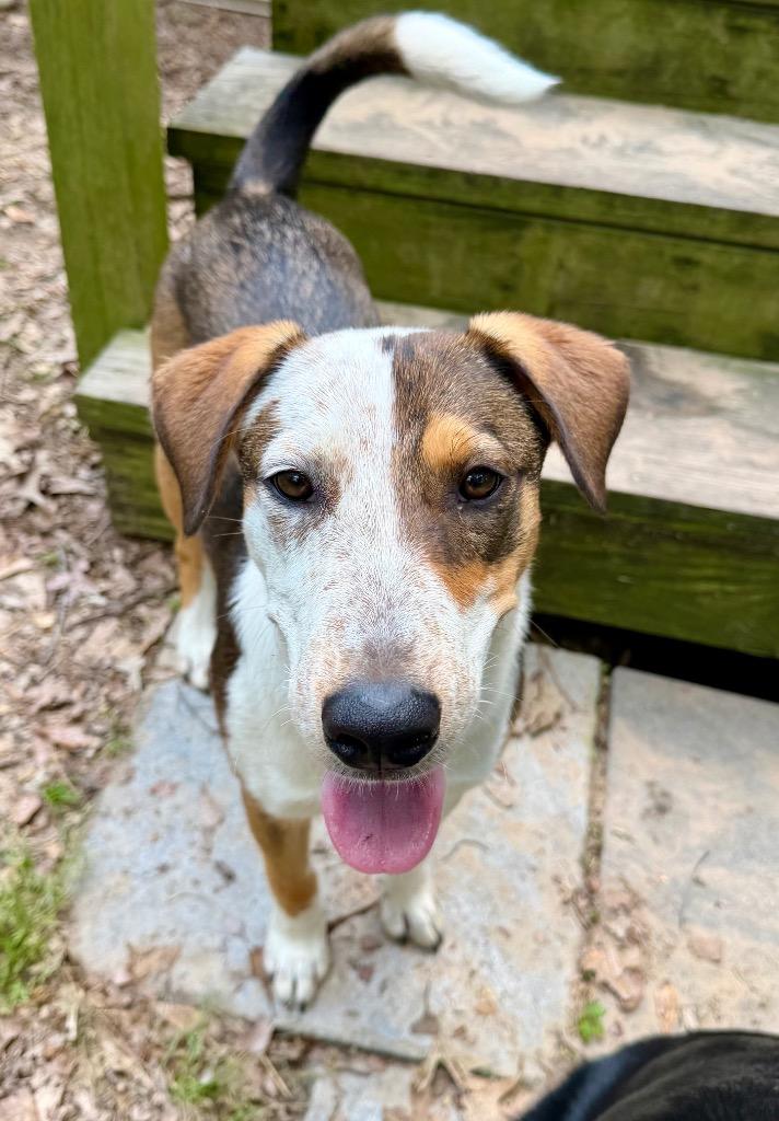 Enlarge Pretty Boy, a Adoptable mixed breed in Gilmer, TX image 6/6