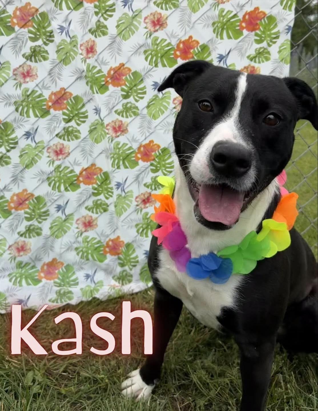 Kash, Adoptable, Adult Male American Staffordshire Terrier.