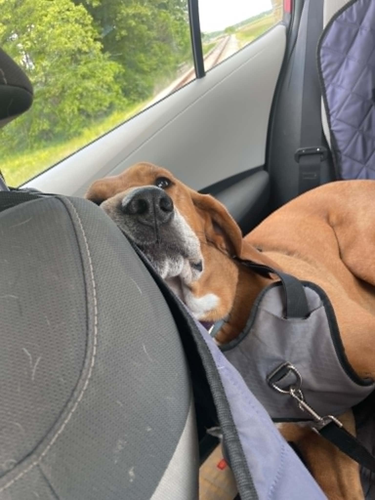 Red, a Adoptable Redbone Coonhound in Elnora, IN image 2/6