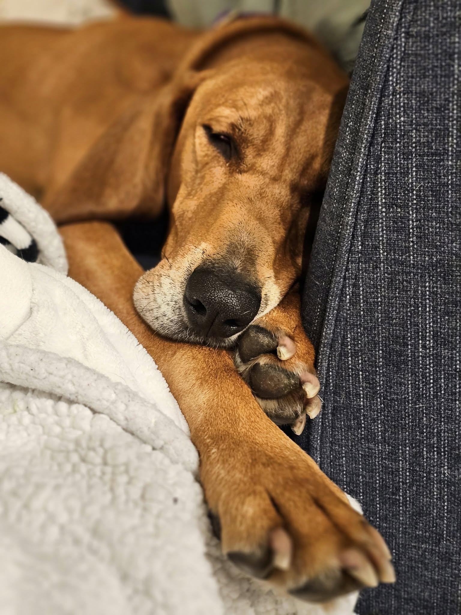 Enlarge Red, a Adoptable Redbone Coonhound in Elnora, IN image 1/6