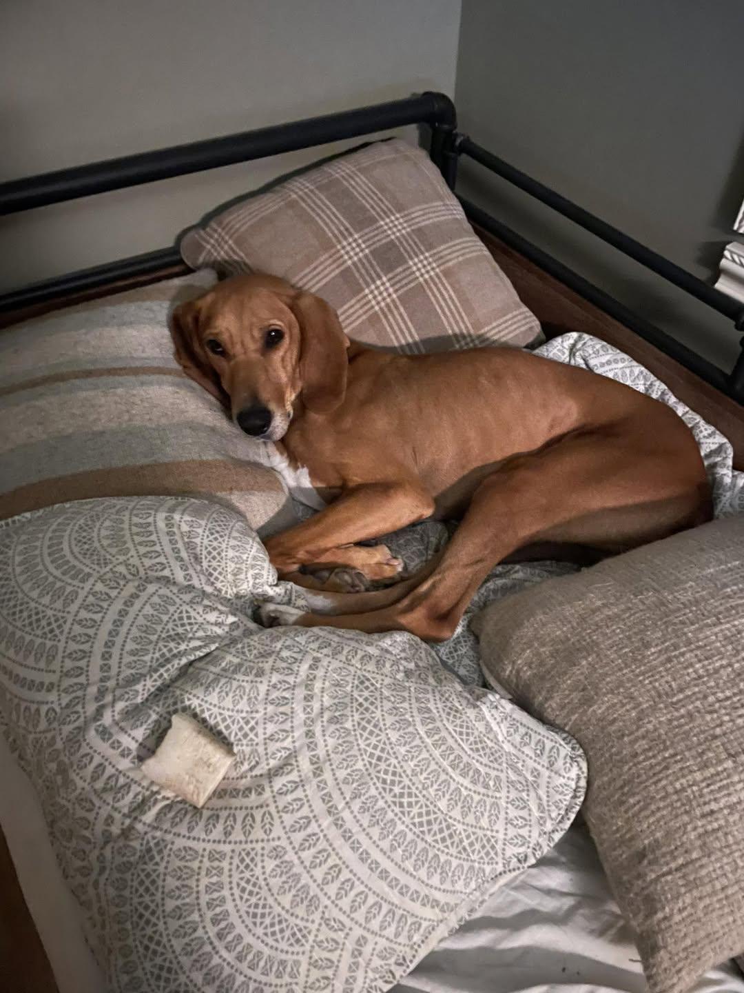 Enlarge Red, a Adoptable Redbone Coonhound in Elnora, IN image 6/6