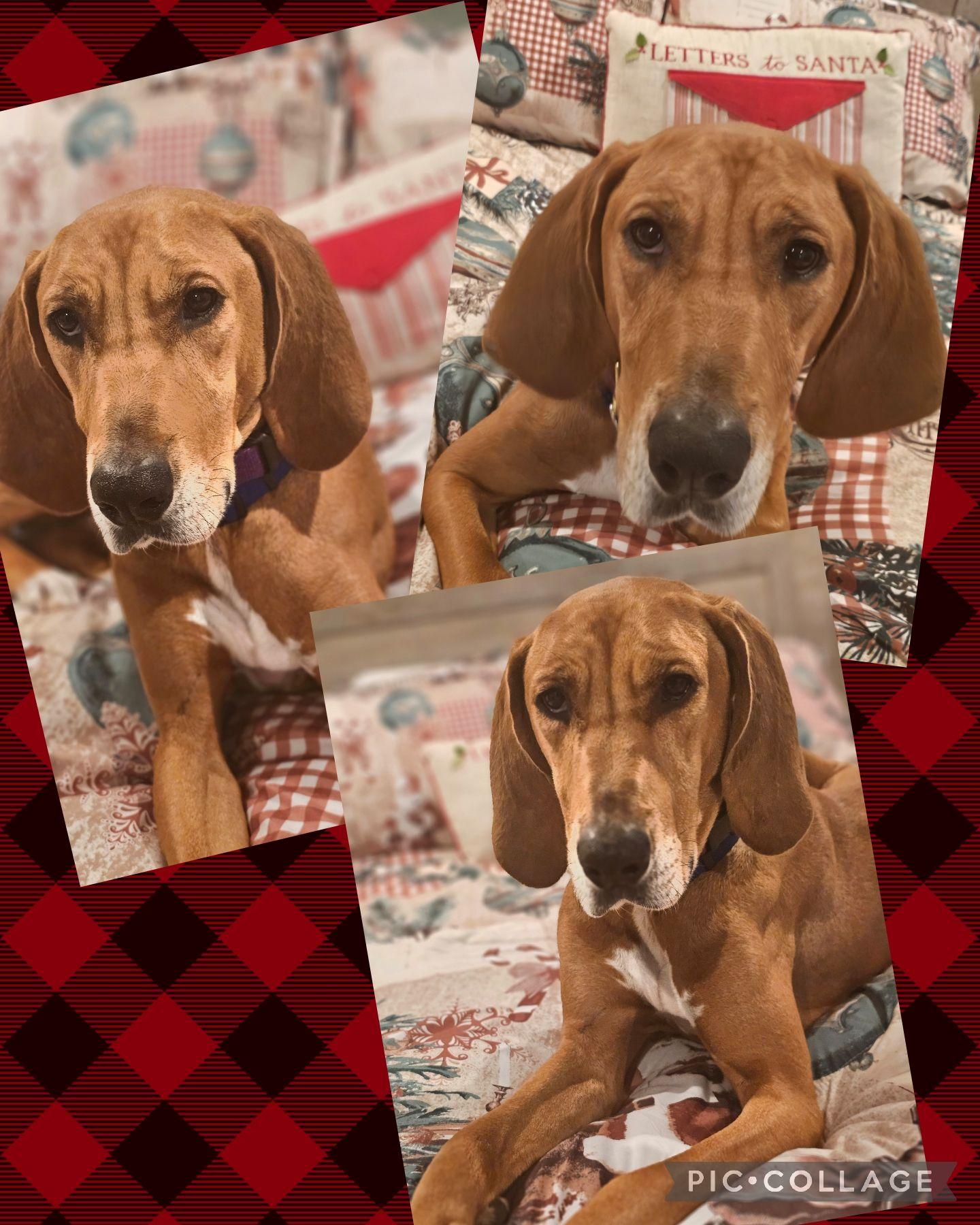 Enlarge Red, a Adoptable Redbone Coonhound in Elnora, IN image 2/6