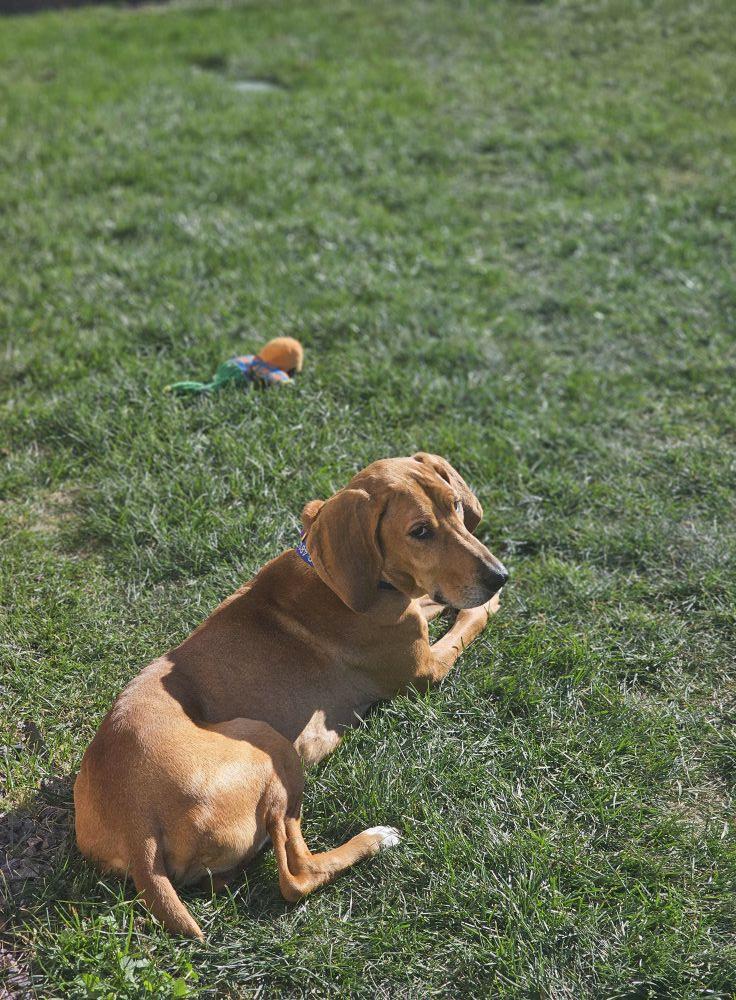 Enlarge Red, a Adoptable Redbone Coonhound in Elnora, IN image 3/6