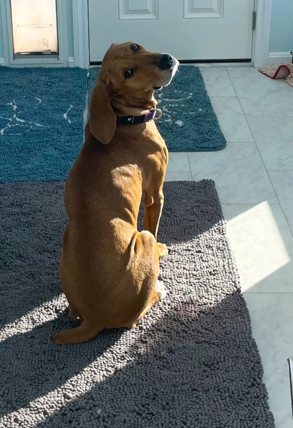 Red, Adoptable, Young Male Redbone Coonhound.