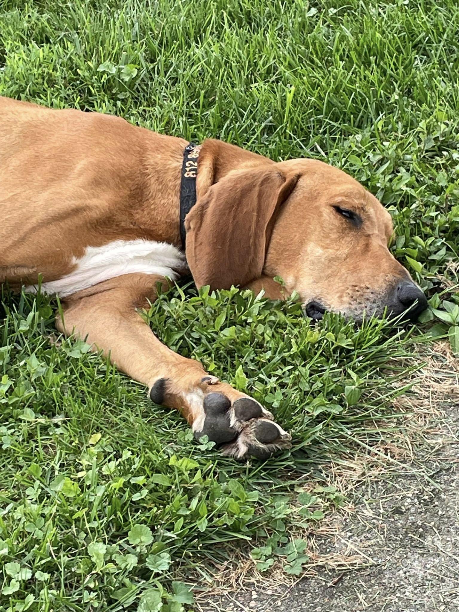 Enlarge Red, a Adoptable Redbone Coonhound in Elnora, IN image 4/6