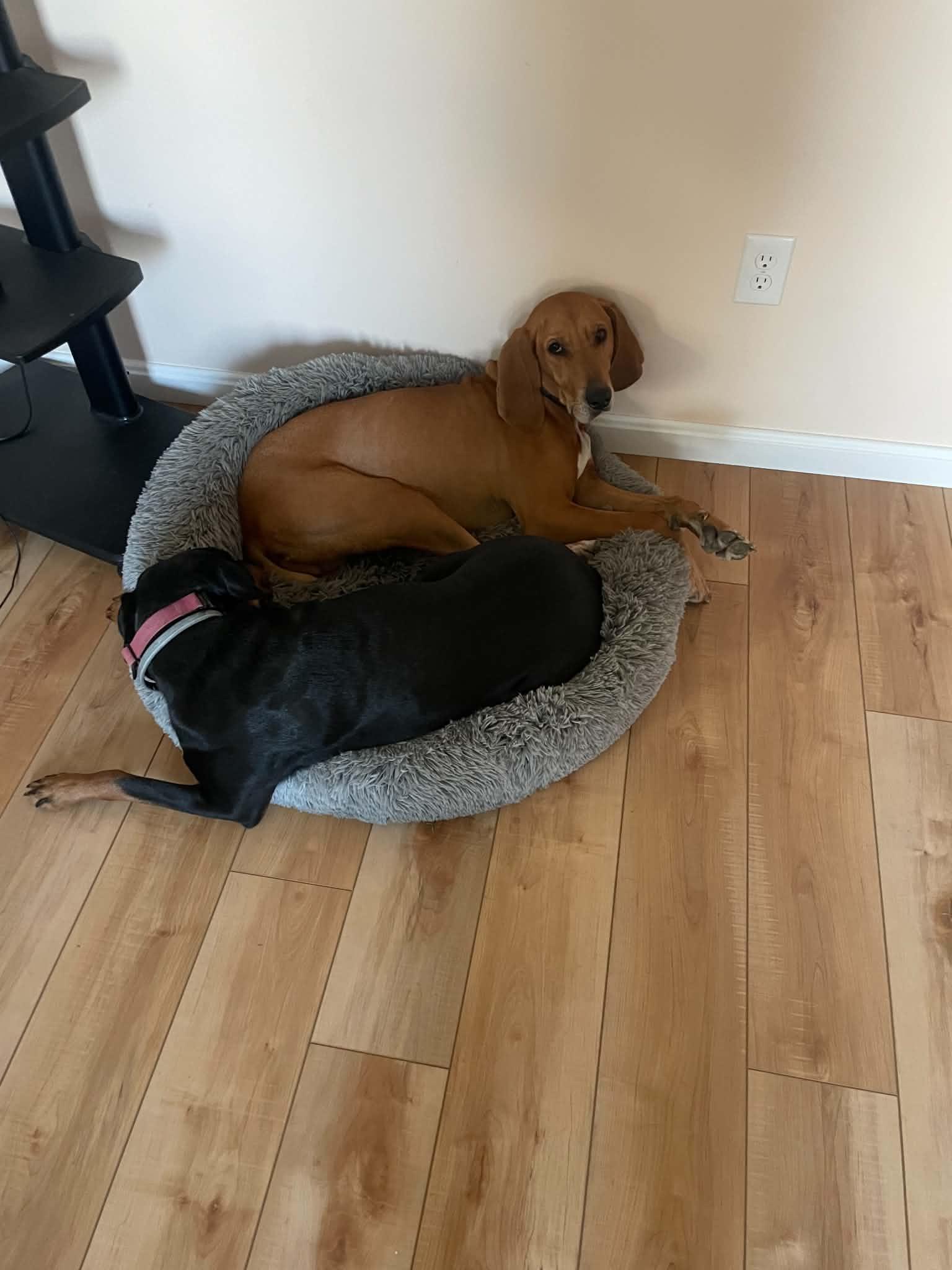 Red, a Adoptable Redbone Coonhound in Elnora, IN image 5/6