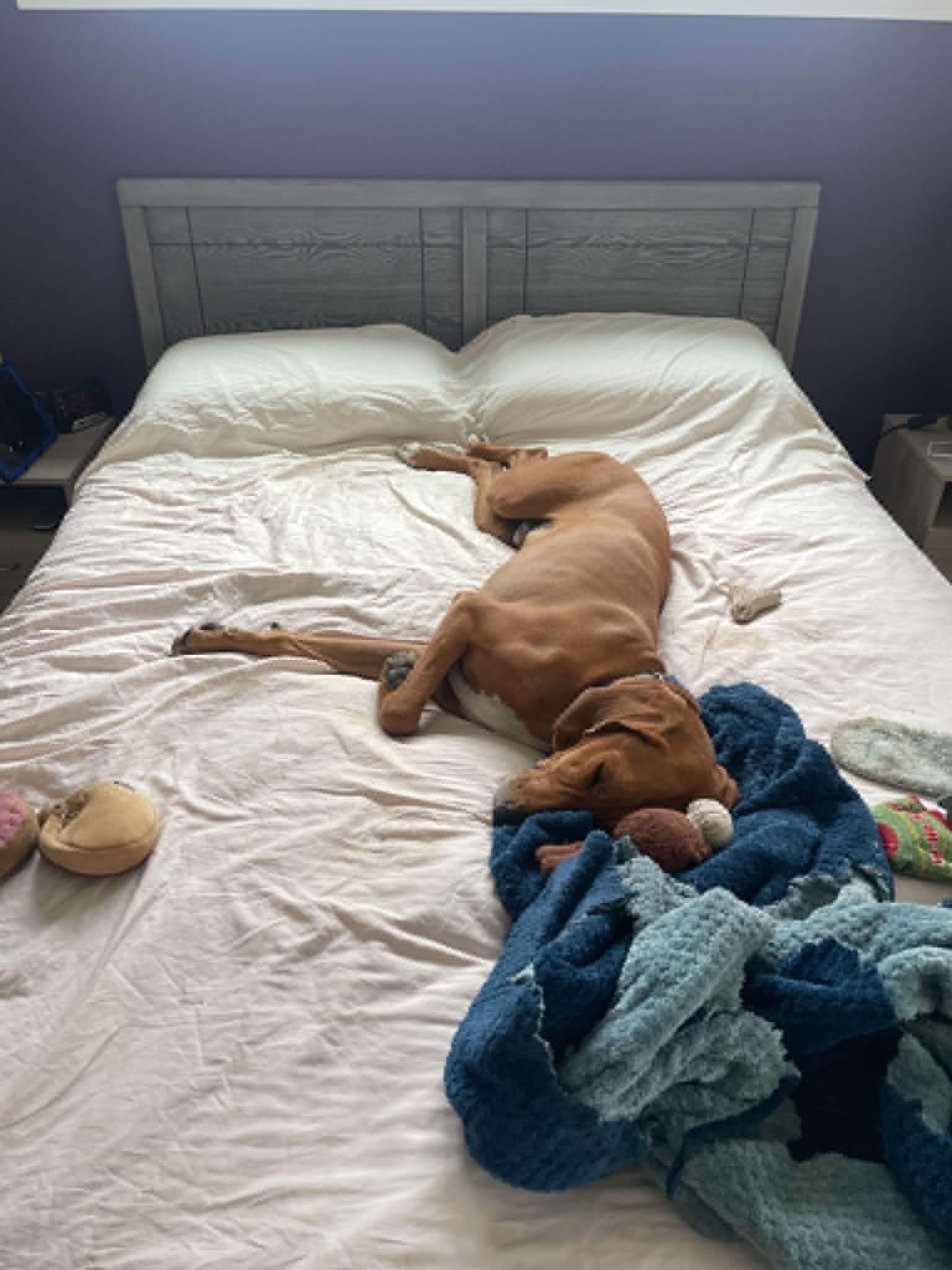 Red, a Adoptable Redbone Coonhound in Elnora, IN image 6/6