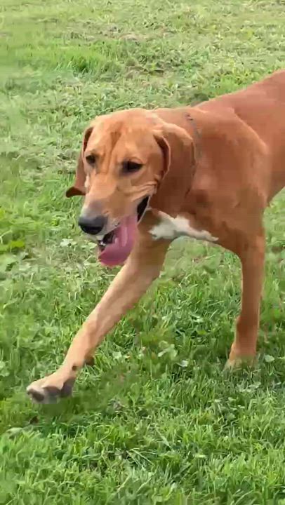Enlarge Red, a Adoptable Redbone Coonhound in Elnora, IN video 5/6