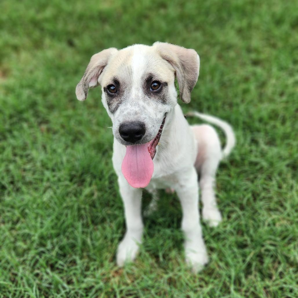 Bayou AL, Baby Male Great Pyrenees