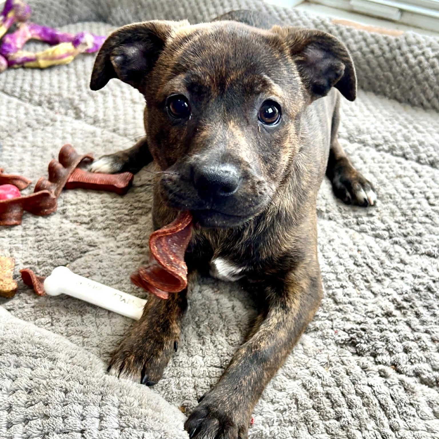 Enlarge Cotton Candy, a Adoptable mixed breed in Unionville, CT image 1/5