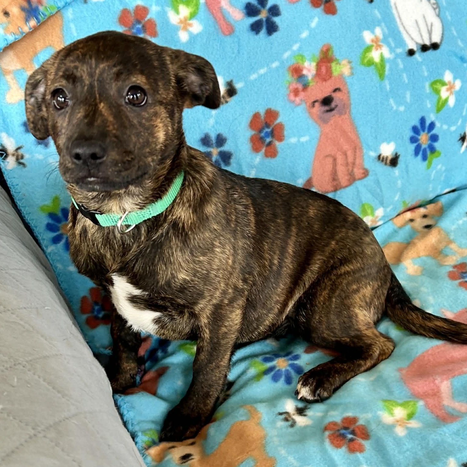 Enlarge Cotton Candy, a Adoptable mixed breed in Unionville, CT image 5/5