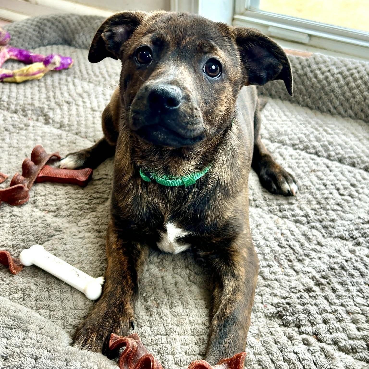 Enlarge Cotton Candy, a Adoptable mixed breed in Unionville, CT image 4/5