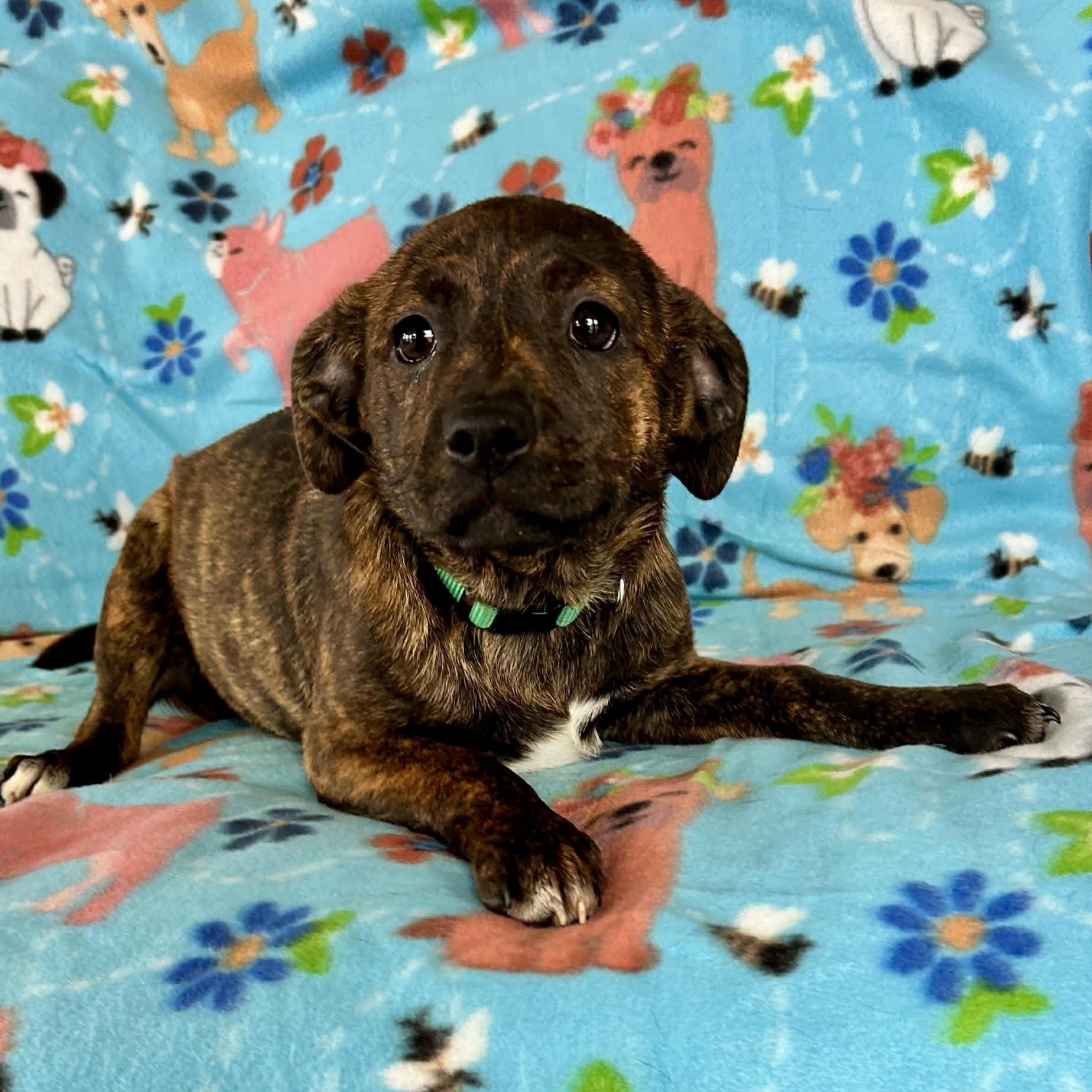 Enlarge Cotton Candy, a Adoptable mixed breed in Unionville, CT image 3/5