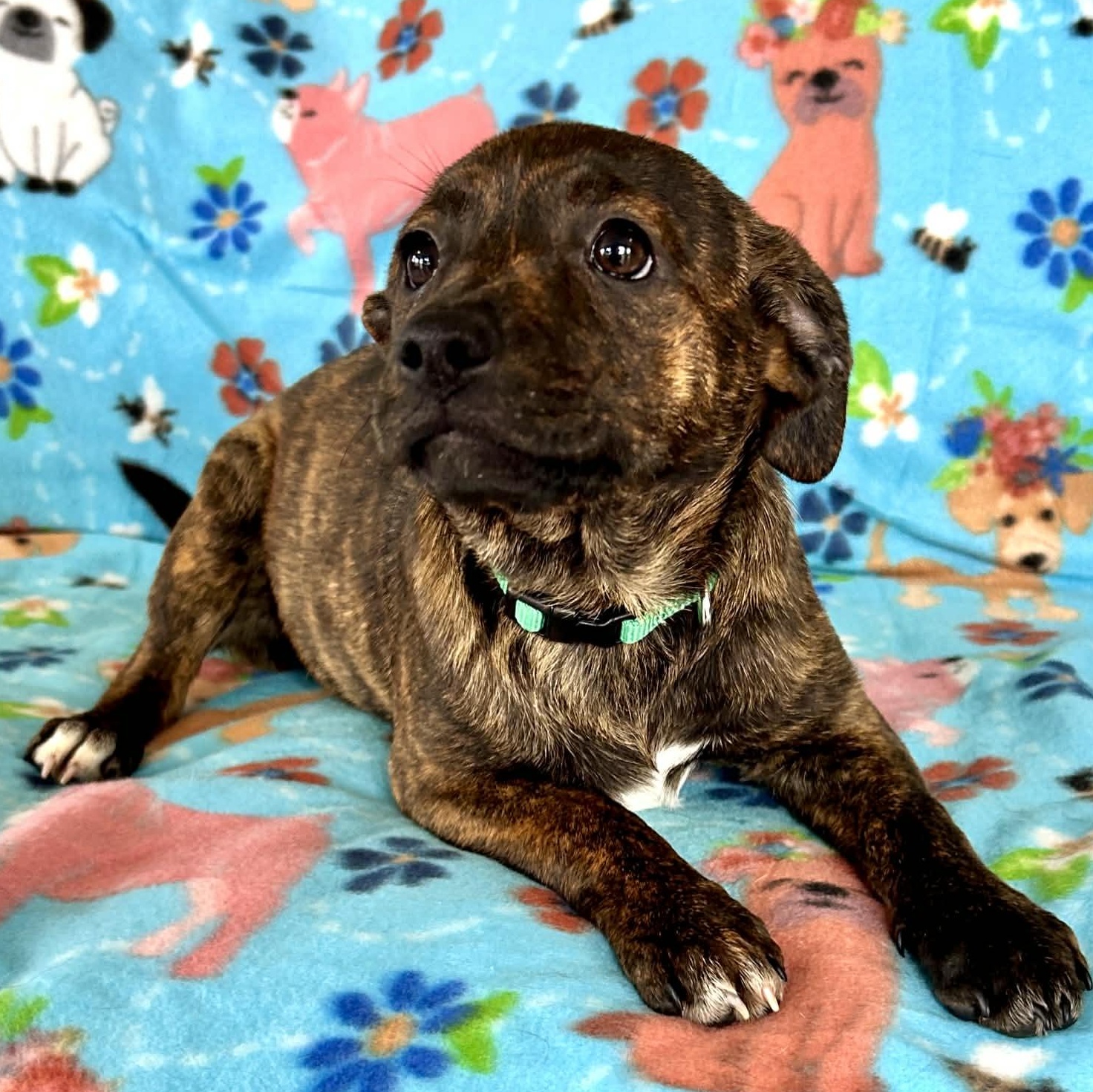 Enlarge Cotton Candy, a Adoptable mixed breed in Unionville, CT image 2/5