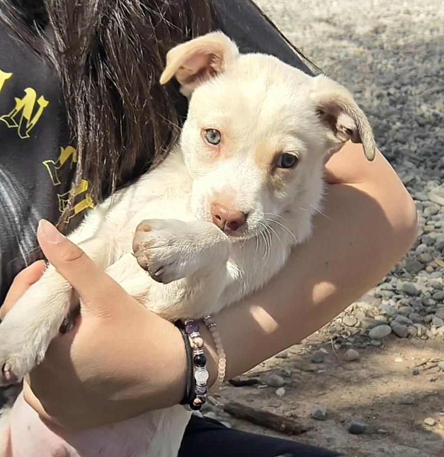 Enlarge **CANYON, a ADOPTABLE mixed breed in Peralta, NM image 6/6