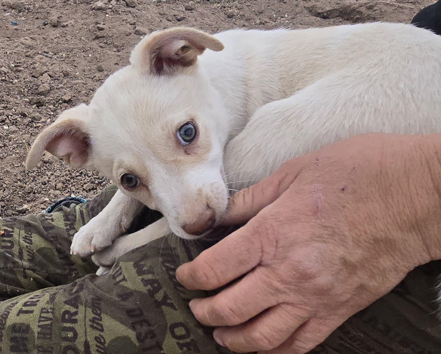 Enlarge **CANYON, a ADOPTABLE mixed breed in Peralta, NM image 2/6