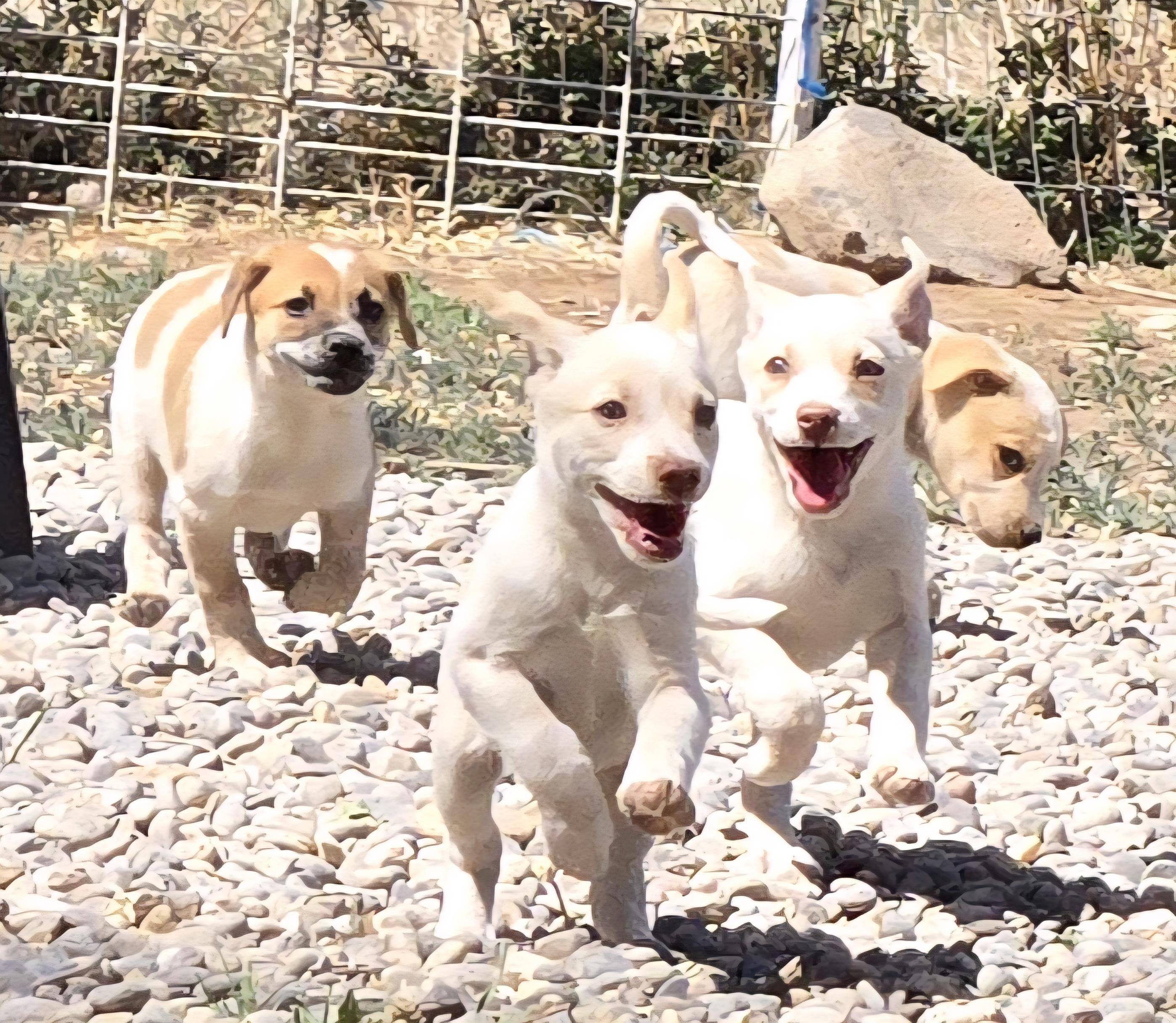 Enlarge **CANYON, a ADOPTABLE mixed breed in Peralta, NM image 4/6