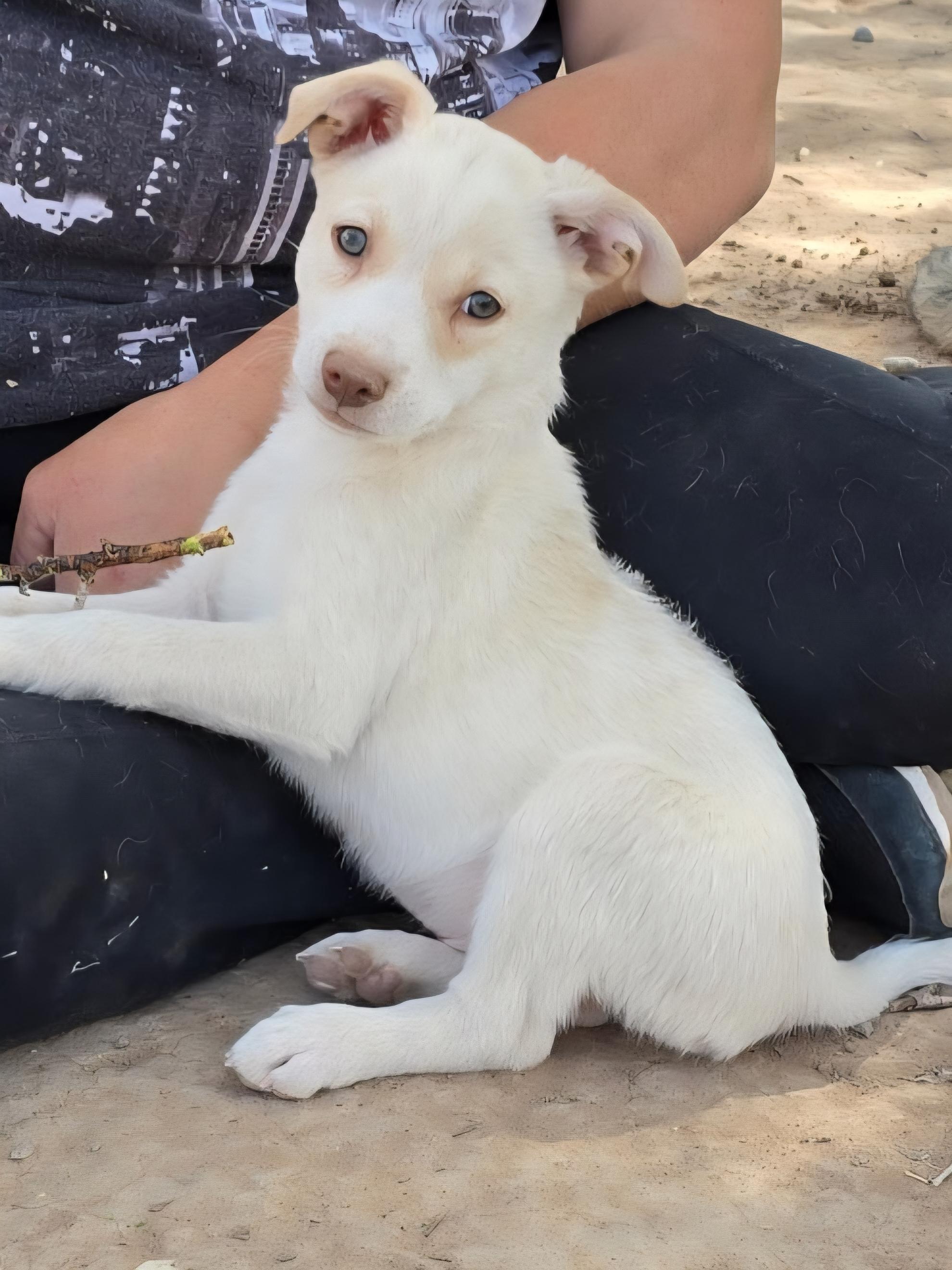 Enlarge **CANYON, a ADOPTABLE mixed breed in Peralta, NM image 1/6