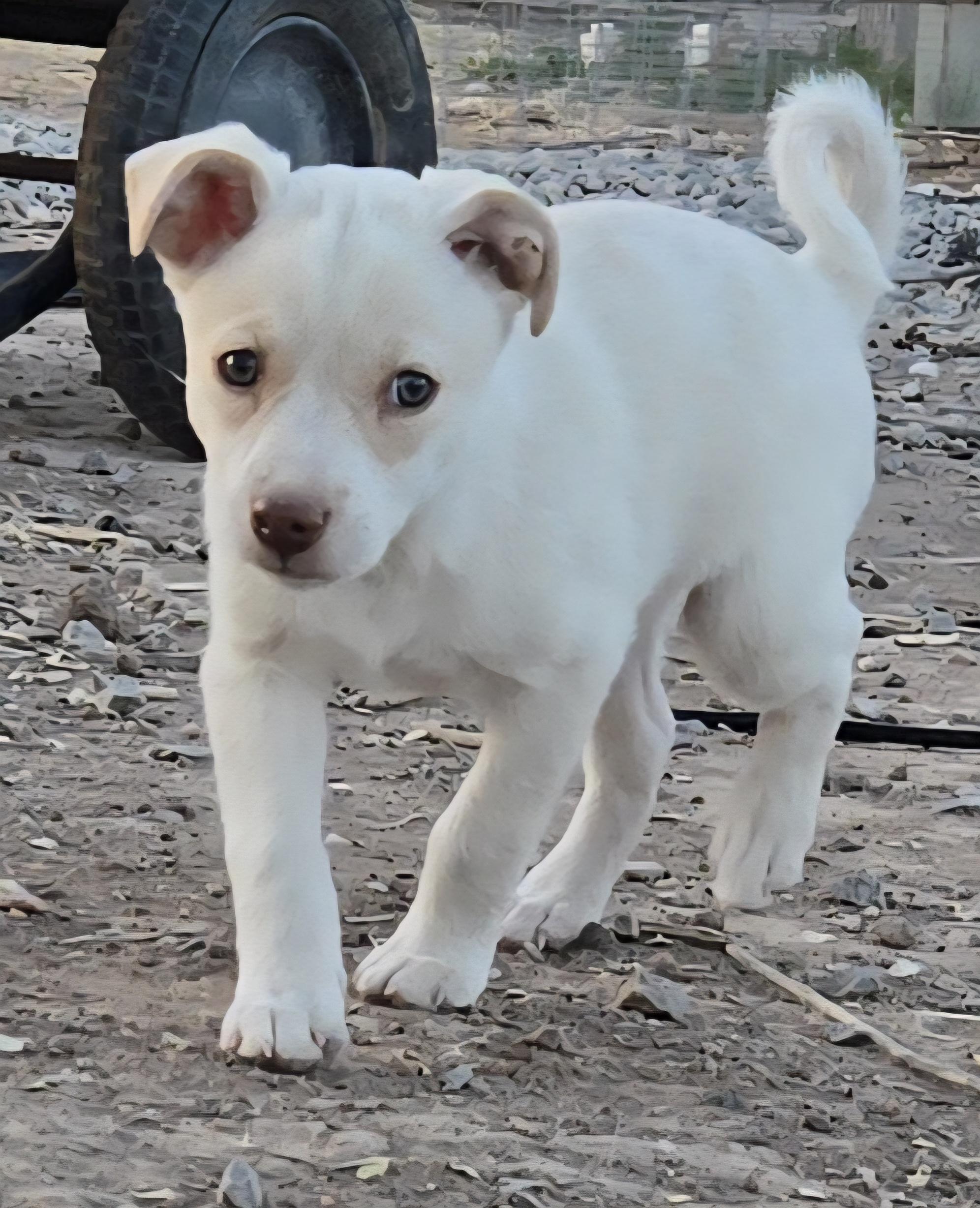 Enlarge **CANYON, a ADOPTABLE mixed breed in Peralta, NM image 3/6