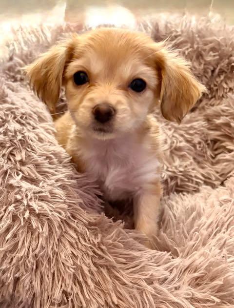Bitsy, Adoptable, Puppy Female Shih Tzu & Chihuahua.