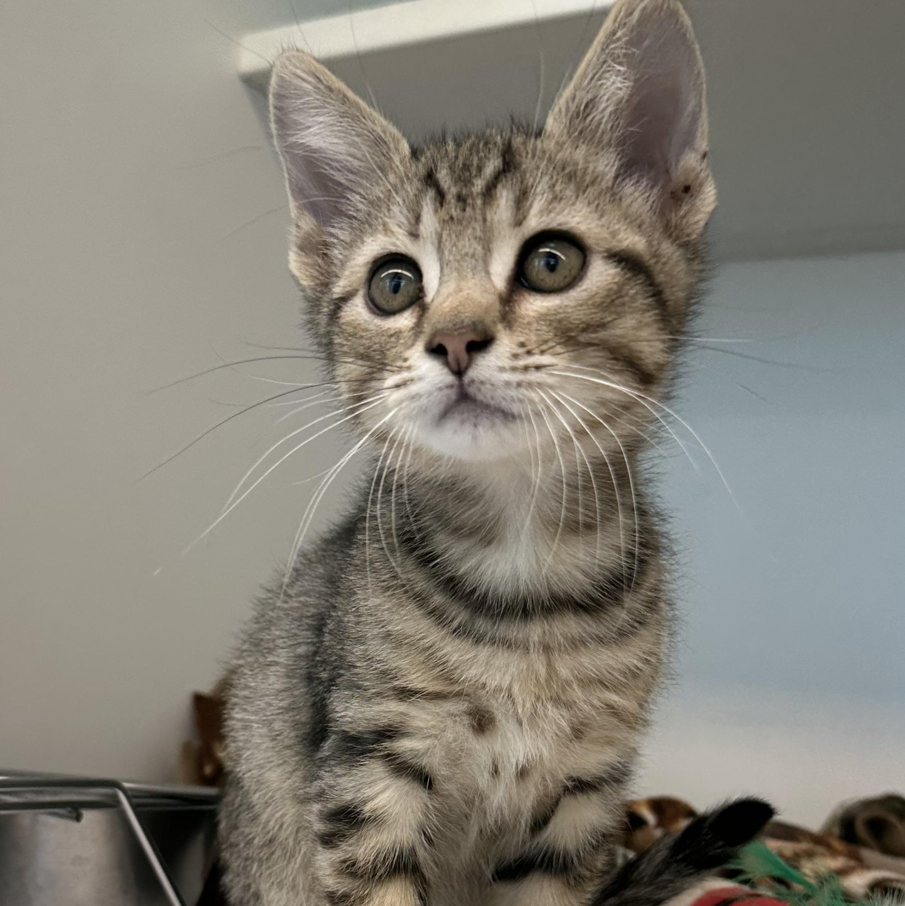 Enlarge Donut (ID 52878), a Adopted Domestic Short Hair in Manassas, VA image 1/1